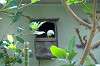 ueno_zoo_1514_mini.jpg