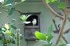 ueno_zoo_1516_mini.jpg