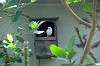 ueno_zoo_1517_mini.jpg