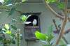 ueno_zoo_1520_mini.jpg