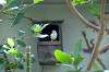 ueno_zoo_1521_mini.jpg