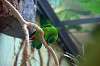 ueno_zoo_1522_mini.jpg