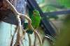 ueno_zoo_1523_mini.jpg