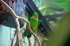 ueno_zoo_1524_mini.jpg