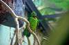 ueno_zoo_1525_mini.jpg