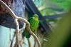 ueno_zoo_1526_mini.jpg