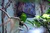 ueno_zoo_1527_mini.jpg