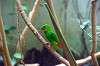 ueno_zoo_1530_mini.jpg