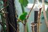 ueno_zoo_1540_mini.jpg