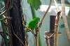 ueno_zoo_1541_mini.jpg