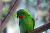 ueno_zoo_1543_mini.jpg