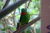 ueno_zoo_1545_mini.jpg