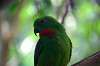 ueno_zoo_1551_mini.jpg