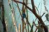 ueno_zoo_1553_mini.jpg