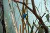 ueno_zoo_1554_mini.jpg
