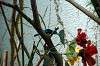 ueno_zoo_1556_mini.jpg
