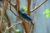 ueno_zoo_1557_mini.jpg