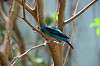 ueno_zoo_1558_mini.jpg