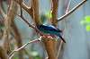 ueno_zoo_1559_mini.jpg