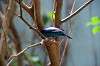 ueno_zoo_1561_mini.jpg