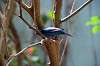 ueno_zoo_1563_mini.jpg