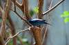 ueno_zoo_1564_mini.jpg