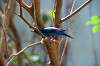 ueno_zoo_1565_mini.jpg