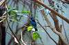 ueno_zoo_1567_mini.jpg