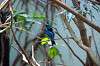 ueno_zoo_1569_mini.jpg