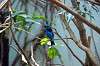 ueno_zoo_1570_mini.jpg