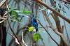ueno_zoo_1571_mini.jpg