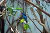 ueno_zoo_1572_mini.jpg