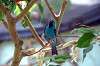 ueno_zoo_1574_mini.jpg