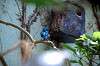 ueno_zoo_1575_mini.jpg