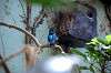 ueno_zoo_1576_mini.jpg