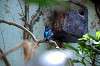 ueno_zoo_1577_mini.jpg