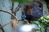 ueno_zoo_1578_mini.jpg
