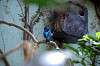 ueno_zoo_1579_mini.jpg
