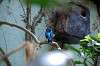 ueno_zoo_1581_mini.jpg