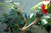 ueno_zoo_1589_mini.jpg