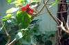 ueno_zoo_1590_mini.jpg