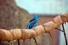 ueno_zoo_1591_mini.jpg