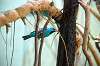ueno_zoo_1595_mini.jpg