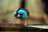 ueno_zoo_1599_mini.jpg