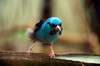 ueno_zoo_1600_mini.jpg