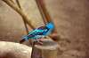 ueno_zoo_1604_mini.jpg