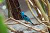 ueno_zoo_1608_mini.jpg
