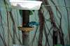 ueno_zoo_1617_mini.jpg