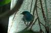 ueno_zoo_1618_mini.jpg