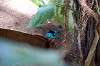 ueno_zoo_1621_mini.jpg